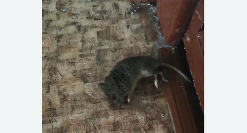 Дезинфекция от мышей в Зюзино города Москвы